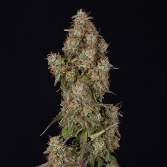Wurlz F1 Auto (Zamnesia Seeds) féminisée