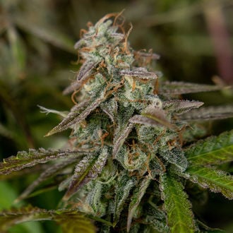 Wurlz F1 Auto (Zamnesia Seeds) féminisée