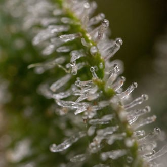 Wurlz F1 Auto (Zamnesia Seeds) féminisée