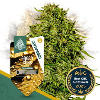 Green Cure CBD F1 Automatic (Zamnesia Seeds) féminisée