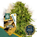 Green Cure CBD F1 Automatic (Zamnesia Seeds) féminisée
