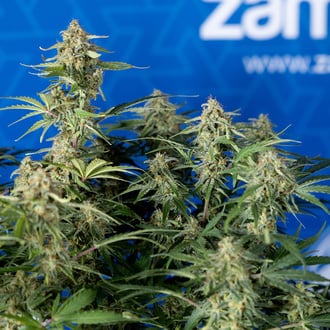 Green Cure CBD F1 Auto (Zamnesia Seeds) féminisée