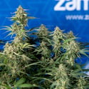 Green Cure CBD F1 Automatic (Zamnesia Seeds) féminisée