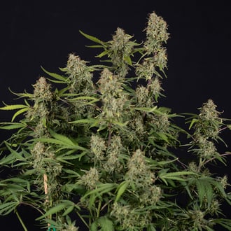 Green Cure CBD F1 Auto (Zamnesia Seeds) féminisée