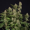 Green Cure CBD F1 Automatic (Zamnesia Seeds) féminisée