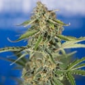 Green Cure CBD F1 Automatic (Zamnesia Seeds) féminisée