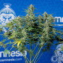 Green Cure CBD F1 Automatic (Zamnesia Seeds) féminisée