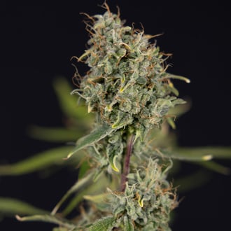 Green Cure CBD F1 Auto (Zamnesia Seeds) féminisée