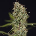 Green Cure CBD F1 Automatic (Zamnesia Seeds) féminisée