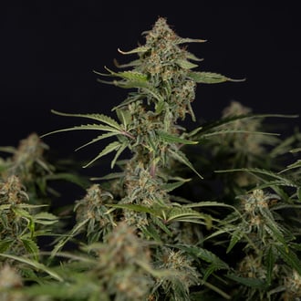 Green Cure CBD F1 Auto (Zamnesia Seeds) féminisée