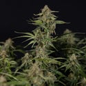 Green Cure CBD F1 Automatic (Zamnesia Seeds) féminisée