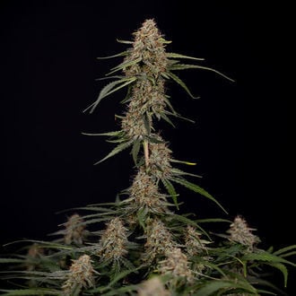 Blue Cheese F1 Auto (Zamnesia Seeds) féminisée