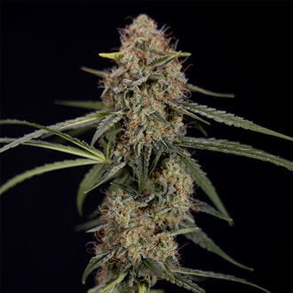 Blue Cheese F1 Auto (Zamnesia Seeds) féminisée