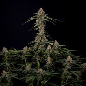 Blue Cheese F1 Auto (Zamnesia Seeds) féminisée