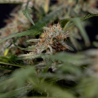 Blue Cheese F1 Auto (Zamnesia Seeds) féminisée