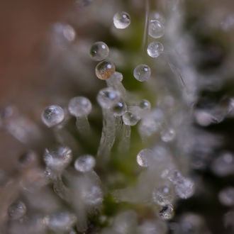 Blue Cheese F1 Auto (Zamnesia Seeds) féminisée