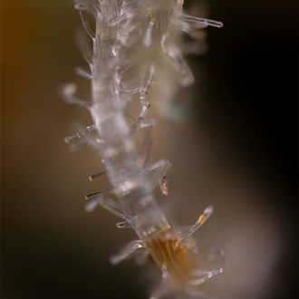 Blue Cheese F1 Auto (Zamnesia Seeds) féminisée