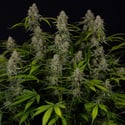 Green Crack F1 Automatic (Zamnesia Seeds) féminisée