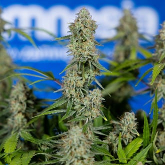 Green Crack F1 Auto (Zamnesia Seeds) féminisée