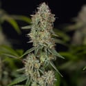 Green Crack F1 Automatic (Zamnesia Seeds) féminisée