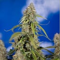 Green Crack F1 Automatic (Zamnesia Seeds) féminisée