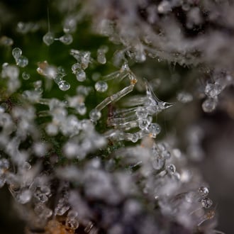 Green Crack F1 Auto (Zamnesia Seeds) féminisée