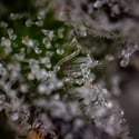 Green Crack F1 Automatic (Zamnesia Seeds) féminisée