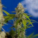 Green Crack F1 Automatic (Zamnesia Seeds) féminisée