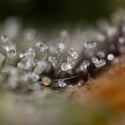 Green Crack F1 Automatic (Zamnesia Seeds) féminisée