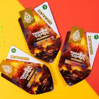 Pineapple Express F1 Auto (Zamnesia Seeds) féminisée