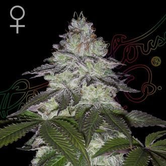 Milky Dreams (Greenhouse Seeds) féminisée