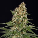 Cosmic Noodles (Zamnesia Seeds) féminisée