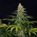 Cosmic Noodles (Zamnesia Seeds) féminisée