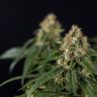 Cosmic Noodles (Zamnesia Seeds) féminisée