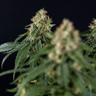 Cosmic Noodles (Zamnesia Seeds) féminisée