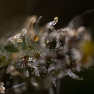 Cosmic Noodles (Zamnesia Seeds) féminisée