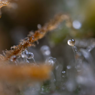 Cosmic Noodles (Zamnesia Seeds) féminisée