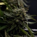 Karen Kush (Zamnesia Seeds) Féminisée