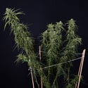 Karen Kush Auto (Zamnesia Seeds) féminisée