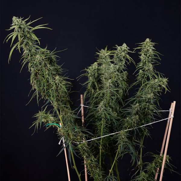 Karen Kush Auto (Zamnesia Seeds) féminisée