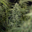Karen Kush Auto (Zamnesia Seeds) féminisée