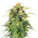 Lemon Haze (Amsterdam Genetics) féminisée
