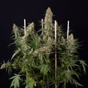 Solar Panel (Zamnesia Seeds) féminisée