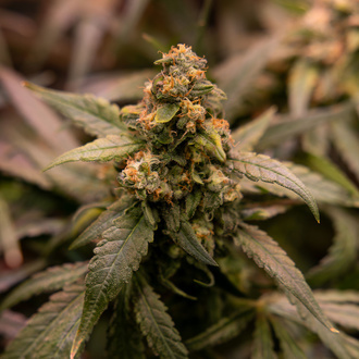 Solar Panel (Zamnesia Seeds) féminisée