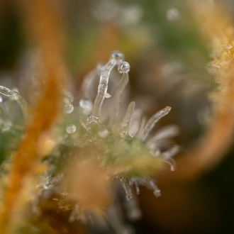 Solar Panel (Zamnesia Seeds) féminisée