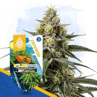 Solar Panel (Zamnesia Seeds) féminisée