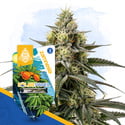 Solar Panel (Zamnesia Seeds) féminisée