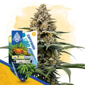Solar Panel Autoflower (Zamnesia Seeds) féminisée