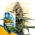 Solar Panel Autoflower (Zamnesia Seeds) féminisée