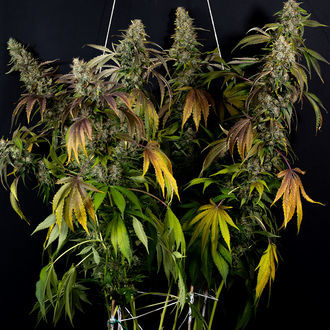 Sticky Broccoli (Zamnesia Seeds) féminisée